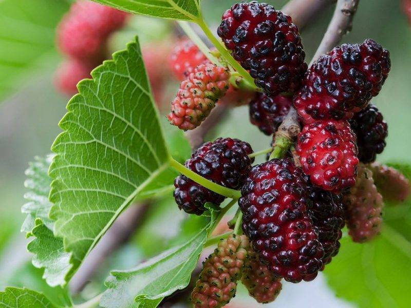 Шелковица купить саженцы из питомнике в Саратове
