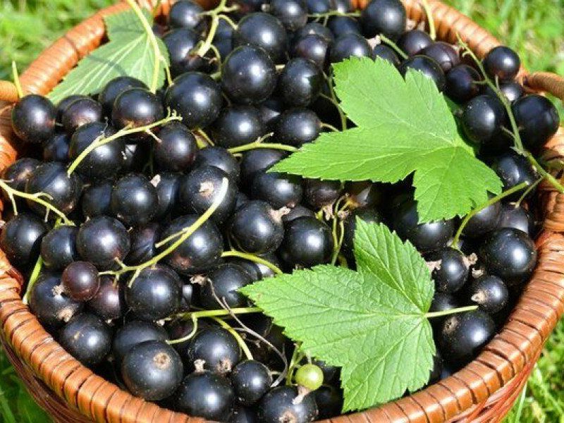 Смородина купить саженцы из питомника в Саратове