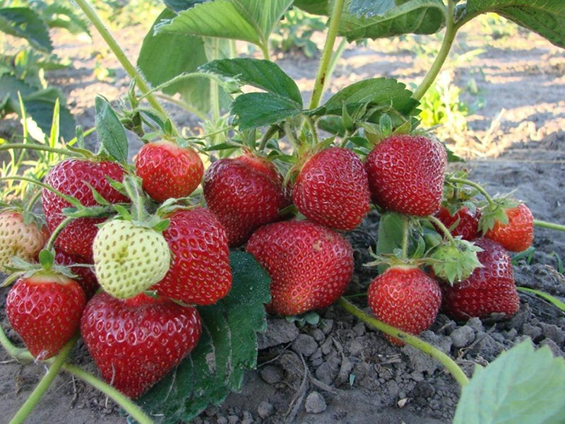 Клубника купить саженцы из питомника в Саратове