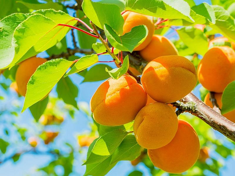 Абрикос купить саженцы из питомнике в Саратове