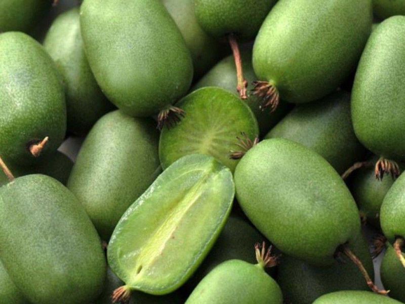 Актинидия купить саженцы из питомнике в Саратове