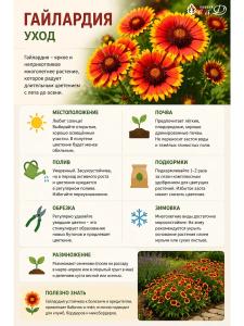 Гайлардия Рубиновая многолетняя саженец 1 шт